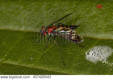 Adult Long-legged Fly Of The Family Dolichopodidae With A Mite