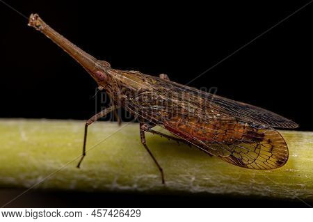 Adult Dictyopharid Planthopper Insect Of The Family Dictyopharidae That Looks Like A Gharial Or Croc