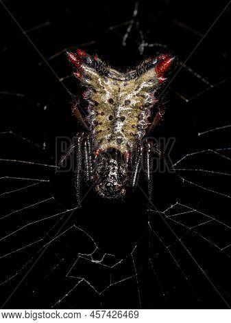 Small Female Orbweaver Spider Of The Species Micrathena Plana