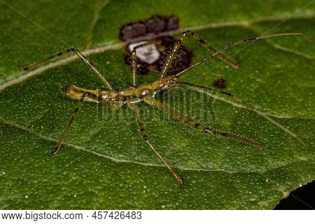 Assassin Bug Nymph Of The Tribe Harpactorini
