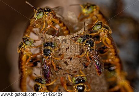 Adult Jatai Bee Of The Species Tetragonisca Angustula With Selective Focus