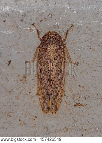 Small Typical Leafhopper Of The Tribe Gyponini