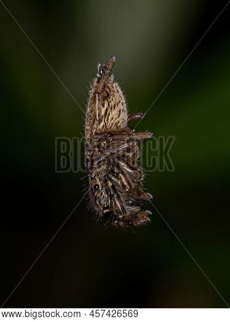 Small Jumping Spider Of The Genus Freya