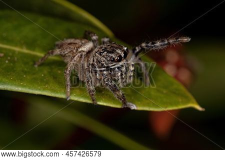Small Jumping Spider Of The Genus Freya