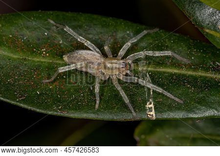 Small Ghost Spider Of The Family Anyphaenidae