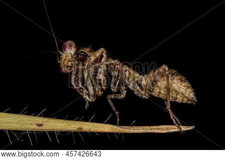 Acontistid Mantis Nymph Of The Genus Acontista
