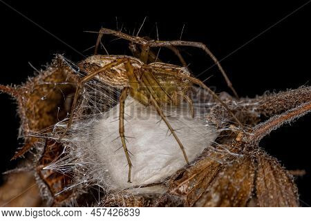 Adult Female Striped Lynx Spider Of The Species Oxyopes Salticus Protecting Eggs