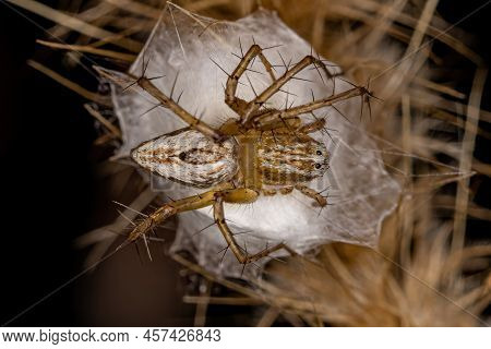 Adult Female Striped Lynx Spider Of The Species Oxyopes Salticus Protecting Eggs