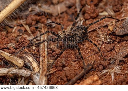 Adult  Wandering Spider Of The Family Ctenidae