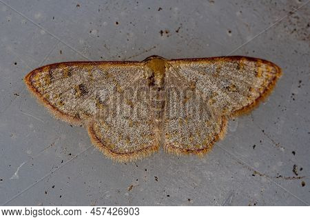 Adult Geometer Moth Of The Genus Leptostales