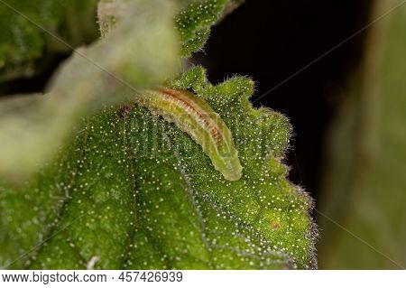 Small Hover Fly Larvae Of The Family Syrphidae