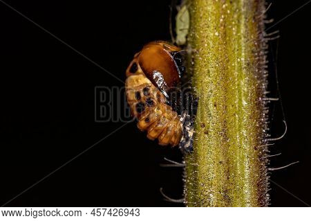 Asian Lady Beetle Pupa Of The Species Harmonia Axyridis