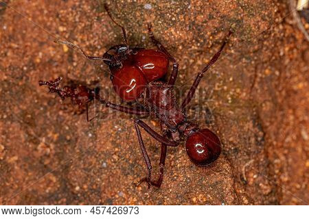 Atta Leaf-cutter Ant Of The Species Atta Laevigata With A Small Dead Ant Biting Its Paw