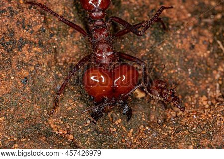Atta Leaf-cutter Ant Of The Species Atta Laevigata With A Small Dead Ant Biting Its Paw