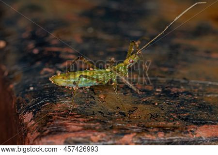 Assassin Bug Nymph Of The Tribe Harpactorini