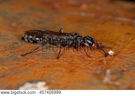 Adult Twig Queen Ant Of The Genus Pseudomyrmex