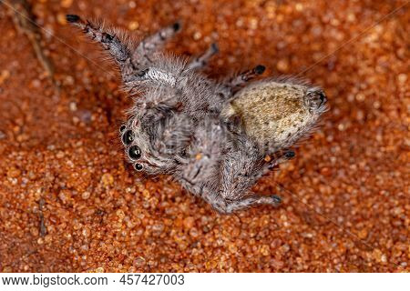 Small Jumping Spider Of The Subtribe Freyina