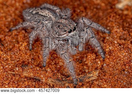 Small Jumping Spider Of The Subtribe Freyina