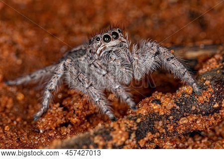 Small Jumping Spider Of The Subtribe Freyina