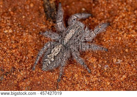 Small Jumping Spider Of The Subtribe Freyina