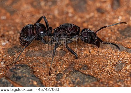 Adult Female Ectatommine Queen Ant Of The Genus Ectatomma