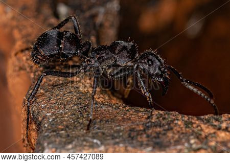 Adult Female Ectatommine Ant Of The Genus Ectatomma
