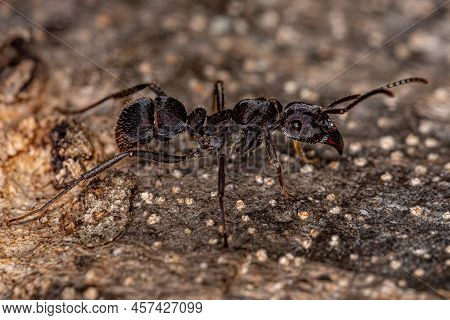 Adult Female Ectatommine Ant Of The Genus Ectatomma