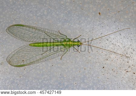 Adult Typical Green Lacewing Of The Genus Ceraeochrysa