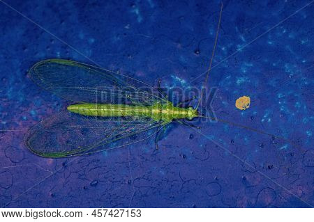 Adult Typical Green Lacewing Of The Genus Ceraeochrysa