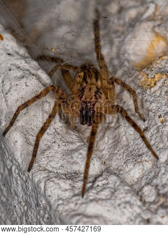 Small Ghost Spider Of The Family Anyphaenidae