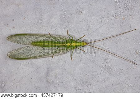 Adult Typical Green Lacewing Of The Genus Ceraeochrysa