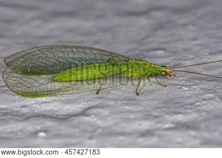 Adult Typical Green Lacewing Of The Genus Ceraeochrysa