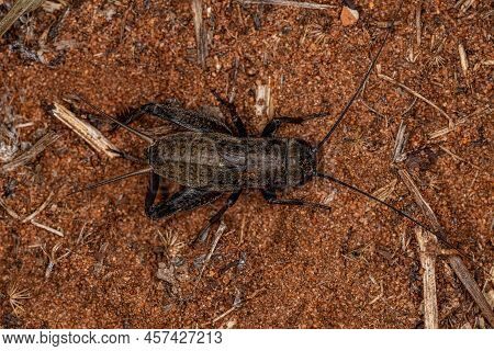 Field Cricket Nymph Of The Genus Gryllus