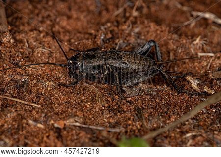 Field Cricket Nymph Of The Genus Gryllus