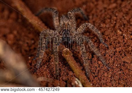 Adult Wandering Spider Of The Species Parabatinga Brevipes