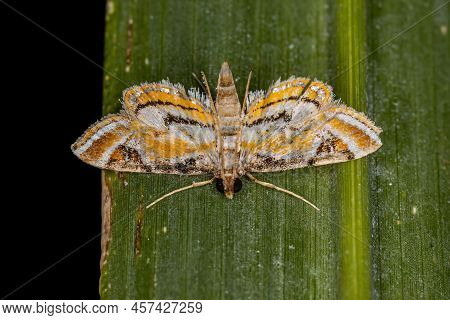 Adult Crambid Moth Of The Family Crambidae