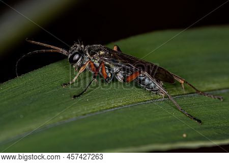 Adult Spider Wasp Of The Family Pompilidae