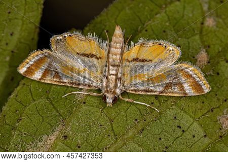 Adult Crambid Moth Of The Family Crambidae