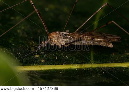 Adult Limoniid Crane Fly Of The Genus Geranomyia
