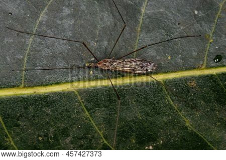 Adult Limoniid Crane Fly Of The Genus Geranomyia