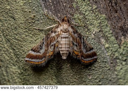 Adult Crambid Moth Of The Family Crambidae