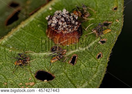 Assassin Bug Nymphs Of The Tribe Harpactorini With Eggs
