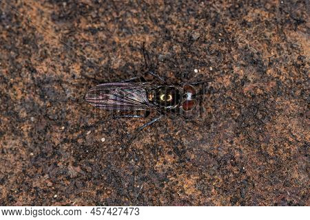 Adult Long-legged Fly Of The Family Dolichopodidae