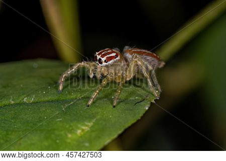 Small Female Jumping Spider Of The Genus Chira