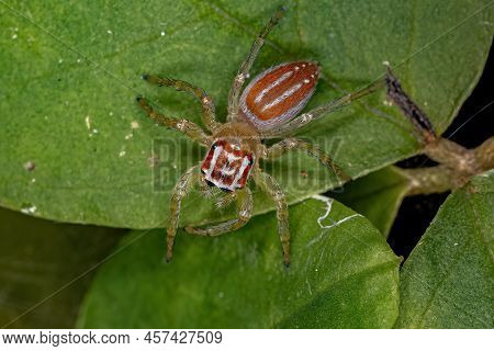 Small Female Jumping Spider Of The Genus Chira