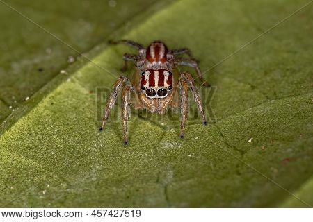 Small Female Jumping Spider Of The Genus Chira