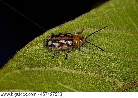 Adult Small Flea Beetle Of The Subfamily Galerucinae
