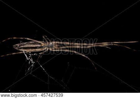 Adult Long-jawed Orbweaver Spider Of The Genus Tetragnatha