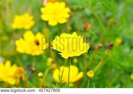 Cosmos Sulphureus , Cosmos Flower Or Mexican Aster Flower Or Yellow Cosmos Sulphureus