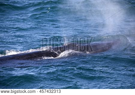 Southern Whale Breathing After Emerging From The Atlantic Ocean Near The Coastline Of The Fynbos Coa